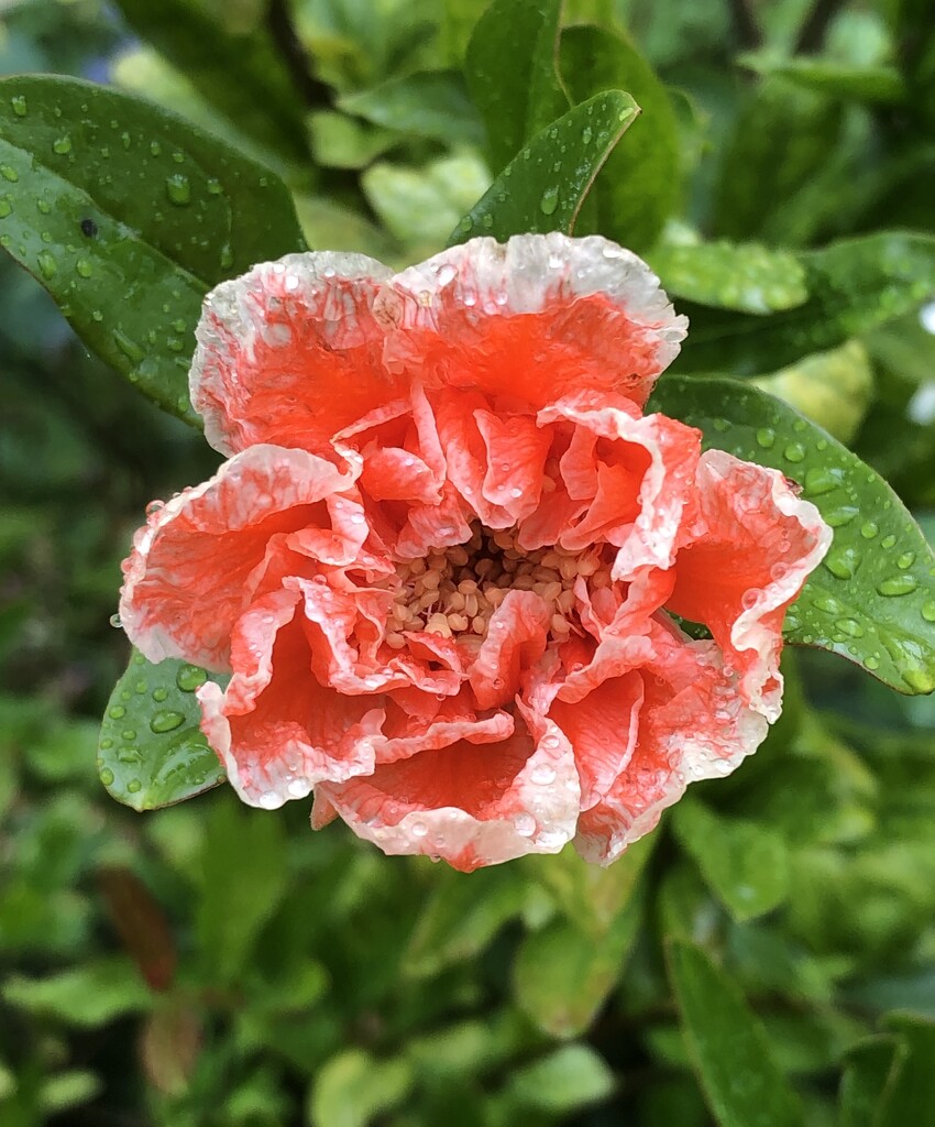 Pomegranate Flower by susiemc