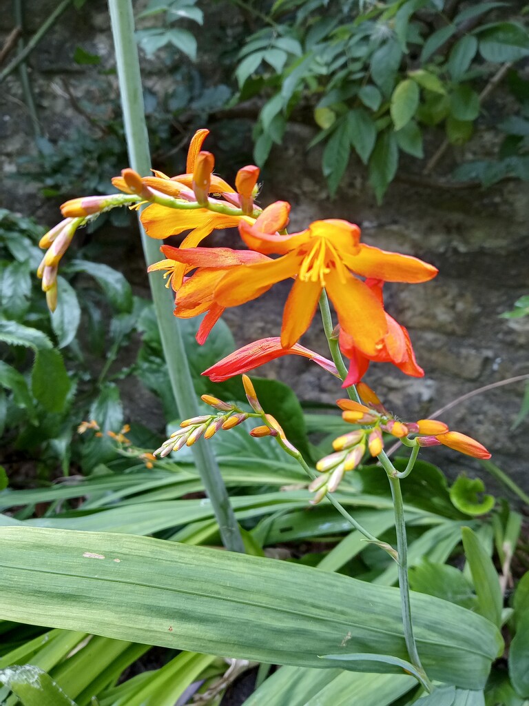 Crocosmia by 365projectorgjoworboys