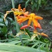 Crocosmia by 365projectorgjoworboys