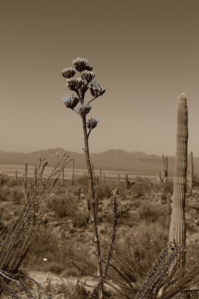 desert blooms by blueberry1222