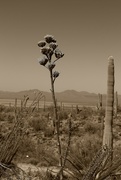 8th Aug 2024 - desert blooms