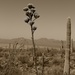 desert blooms by blueberry1222