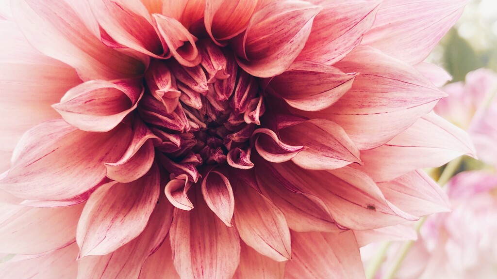 Dahlia by carole_sandford