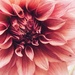 Dahlia by carole_sandford