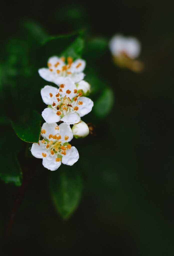 Pyracantha  by killeen