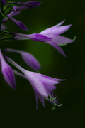 5th Aug 2024 - Abstract Hosta Blossoms