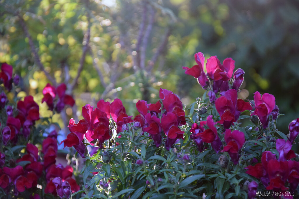 Snapdragons by parisouailleurs