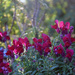 Snapdragons by parisouailleurs