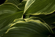 8th Aug 2024 - Abstract Hosta Leaves