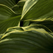 Abstract Hosta Leaves by skipt07