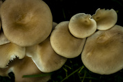 6th Aug 2024 - Abstract Fungus