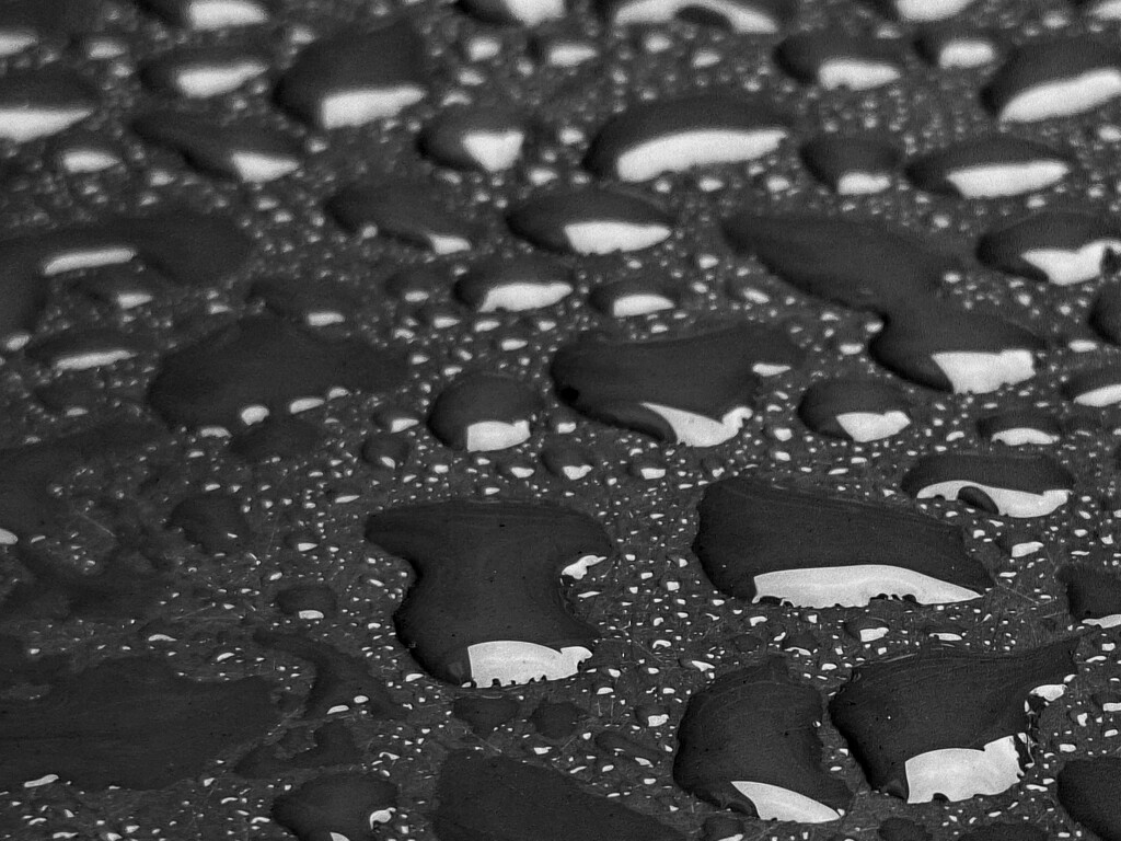 Day 221/366. A desaturated, rainy surface.  by fairynormal