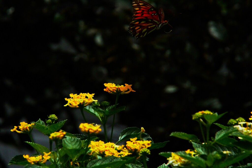 Butterfly's Breakfast by photohoot