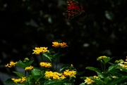 8th Aug 2024 - Butterfly's Breakfast