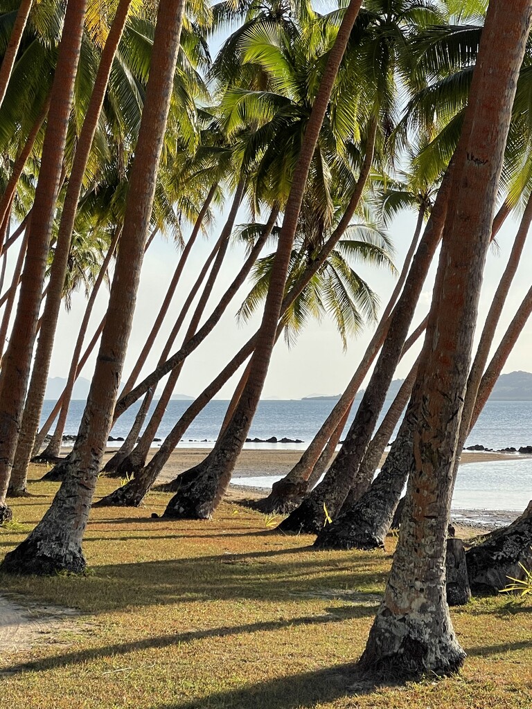 Coconut Palms by carolinesdreams