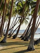 9th Aug 2024 - Coconut Palms