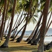 Coconut Palms