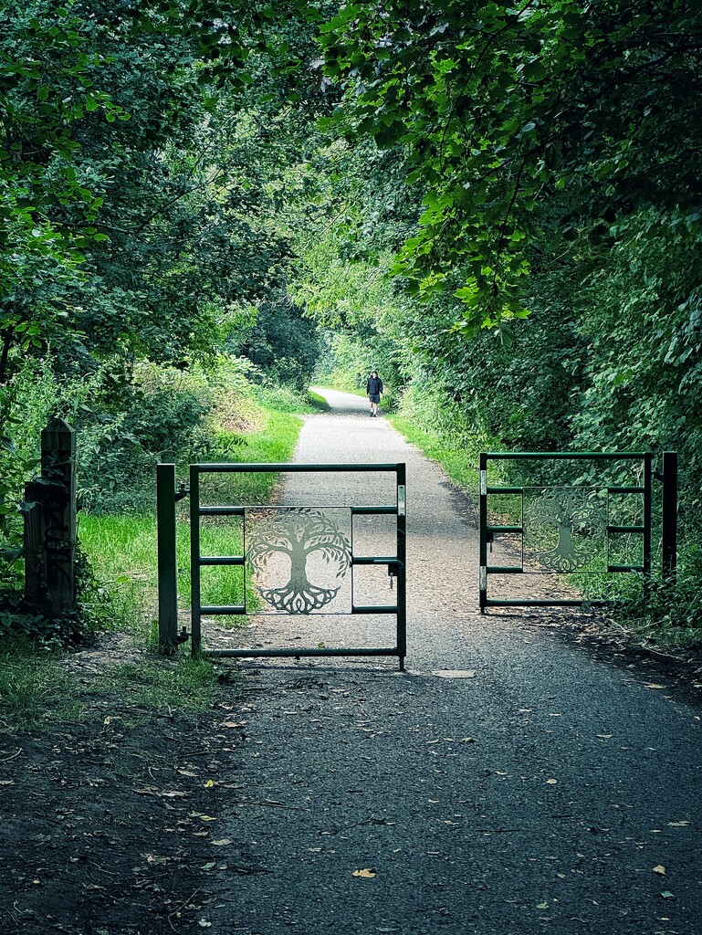 Tree tunnel by anncooke76