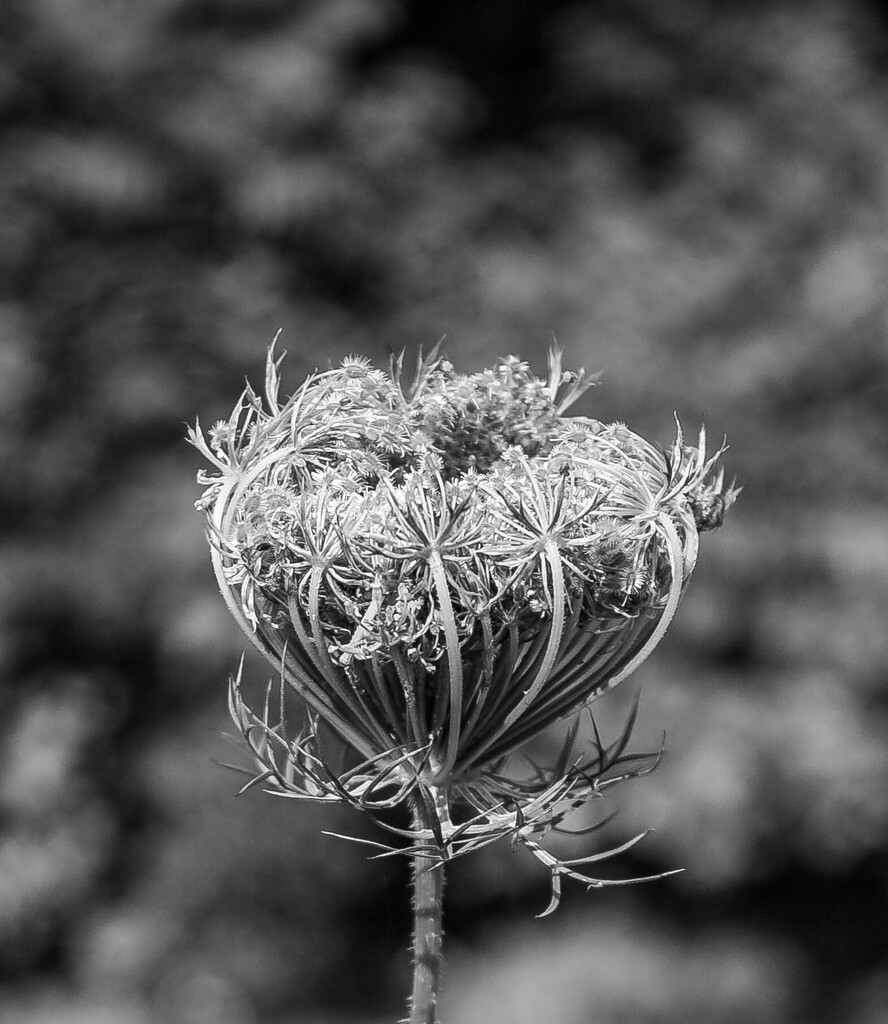 Queen Anne's Lace-2 by darchibald