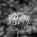 Queen Anne's Lace-2 by darchibald