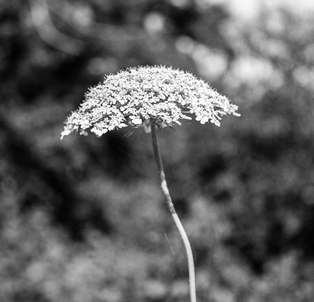 Queen Anne's Lace by darchibald