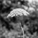 Queen Anne's Lace by darchibald