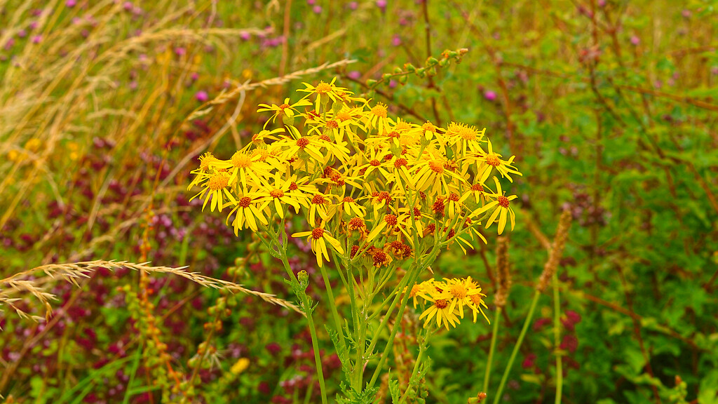 Ragwort of some type. by neil_ge