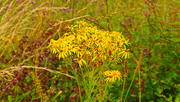 8th Aug 2024 - Ragwort of some type.