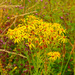 Ragwort of some type. by neil_ge