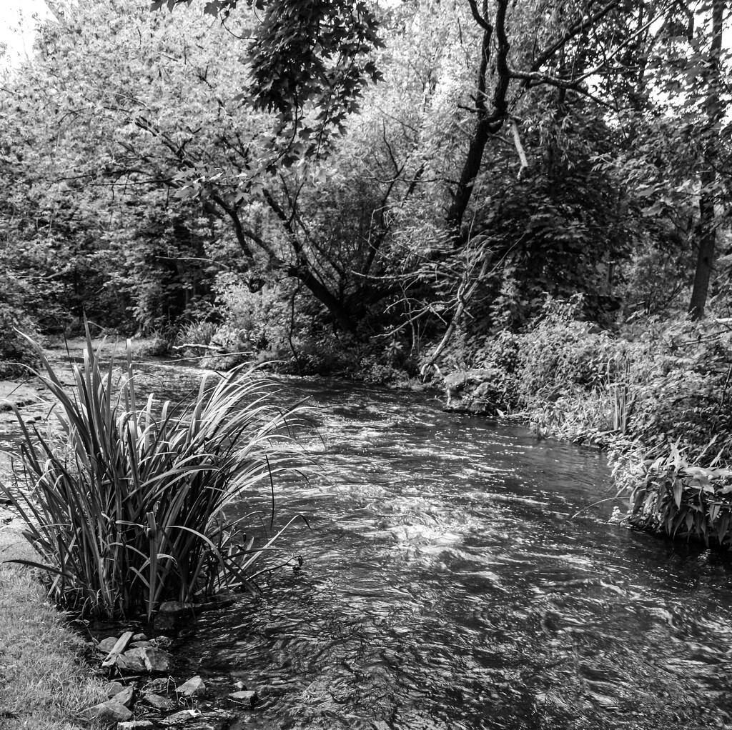 Stream by darchibald