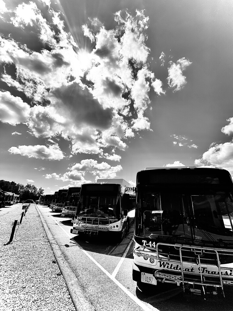 Buses and Backlighting by rickaubin