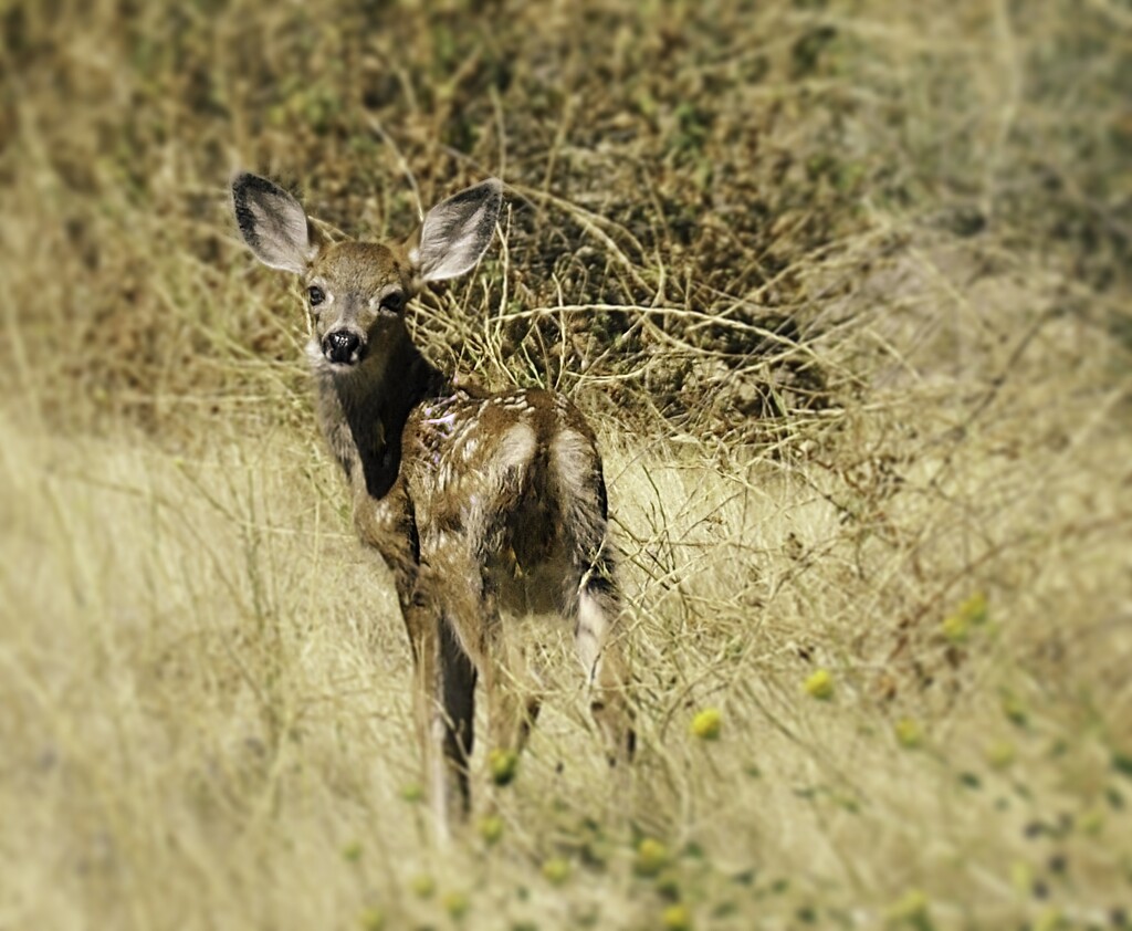 Mule Deer Fawn by joysfocus