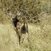 Mule Deer Fawn by joysfocus