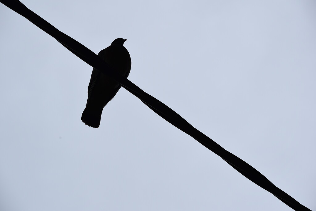 Filtered pigeon by dragey74