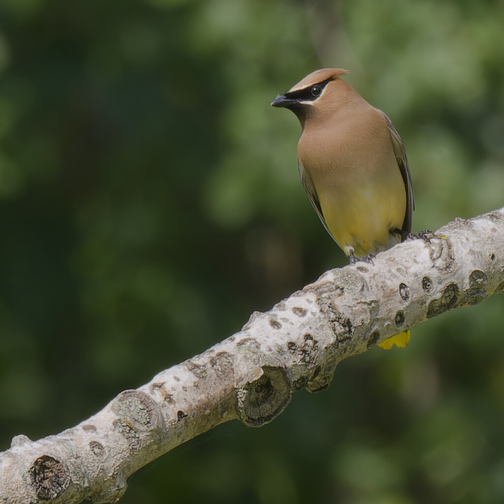 Cedar waxwing by rminer