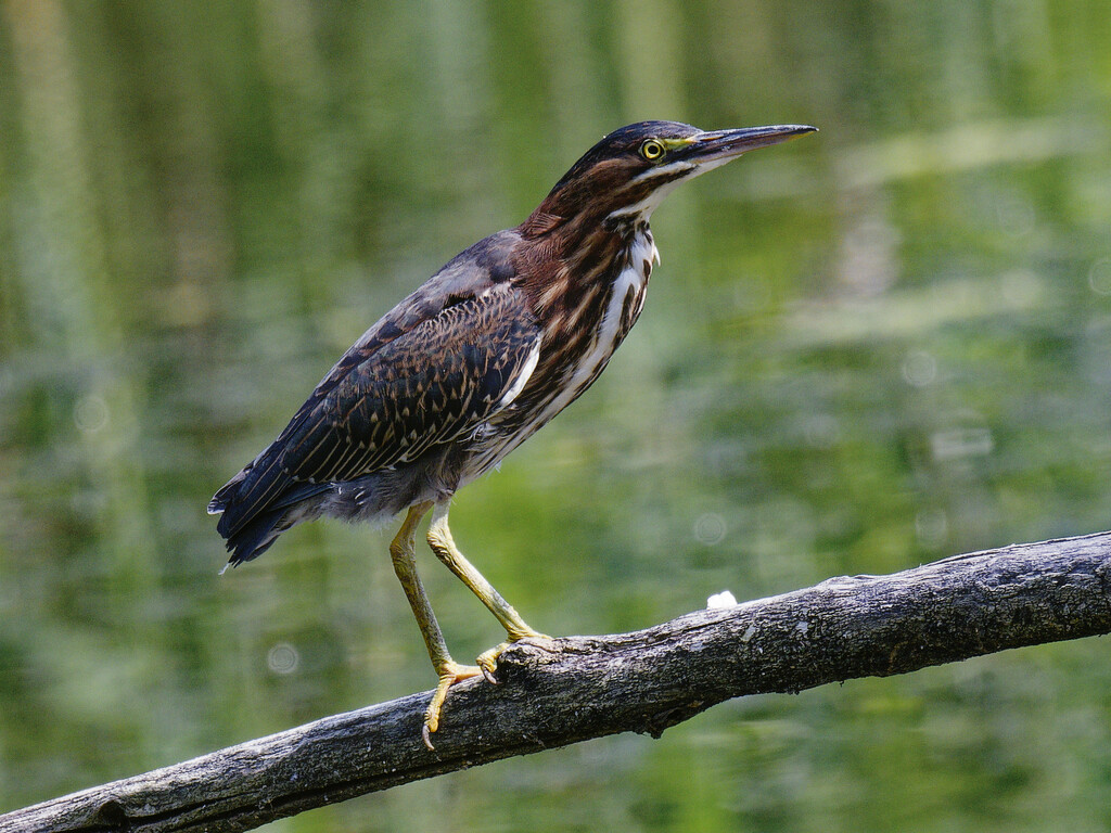 Green heron by rminer