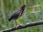 8th Aug 2024 - Green heron