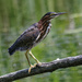 Green heron by rminer