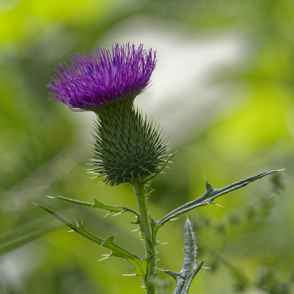 Thistle by rminer