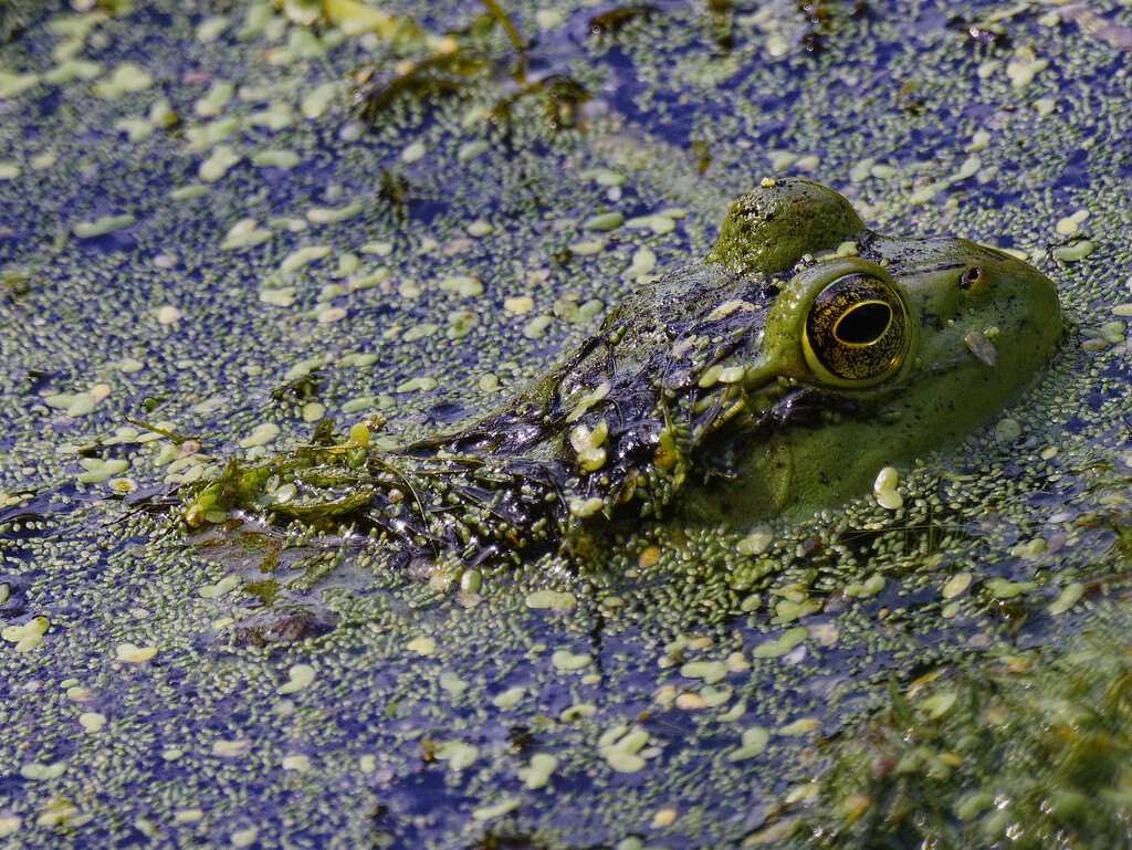 American bullfrog by rminer