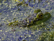 8th Aug 2024 - American bullfrog