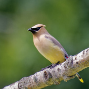 8th Aug 2024 - cedar waxwing 