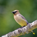 cedar waxwing  by rminer