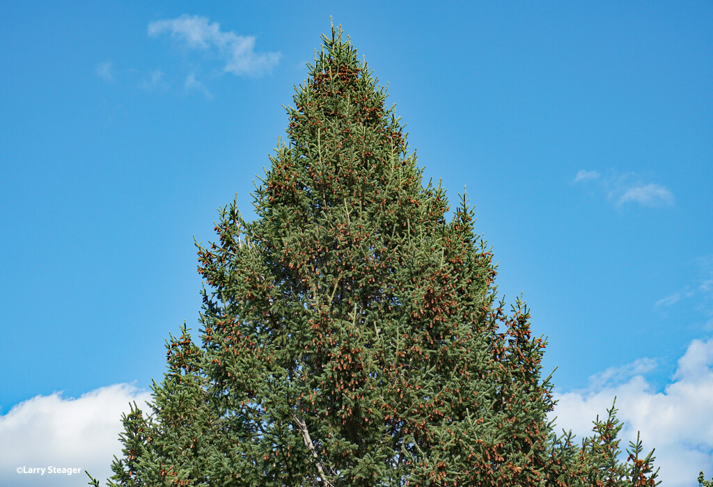 Lots of pine cones this year by larrysphotos