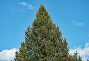 8th Aug 2024 - Lots of pine cones this year