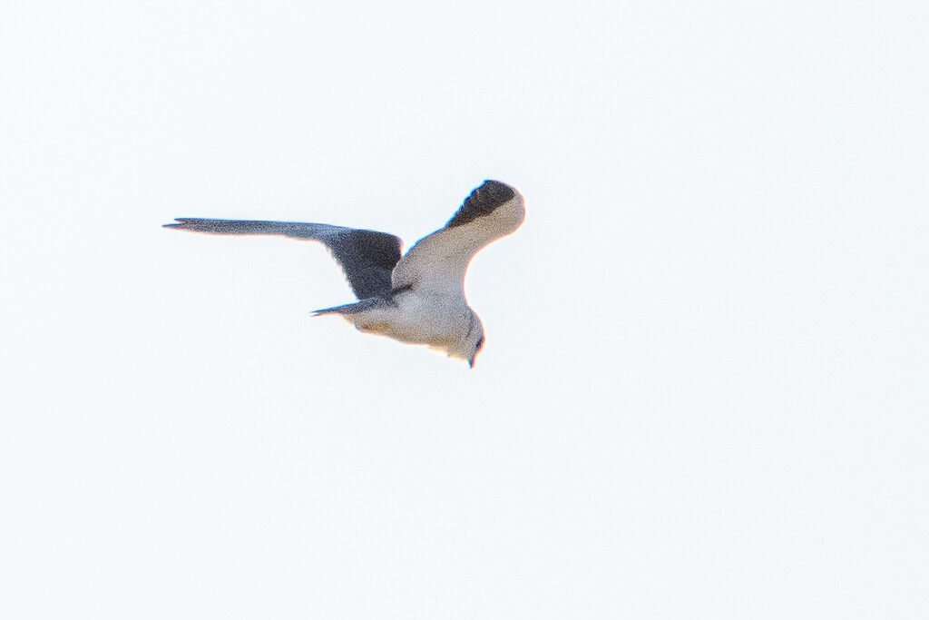 A Seagull by augusto