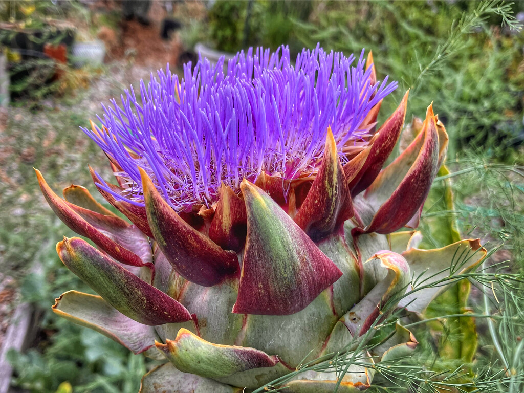 Cardoon by joysabin