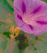 8th Aug 2024 - Morning Glory