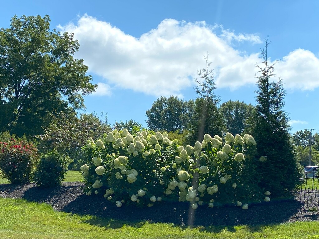 Beautiful hydrangeas by tunia