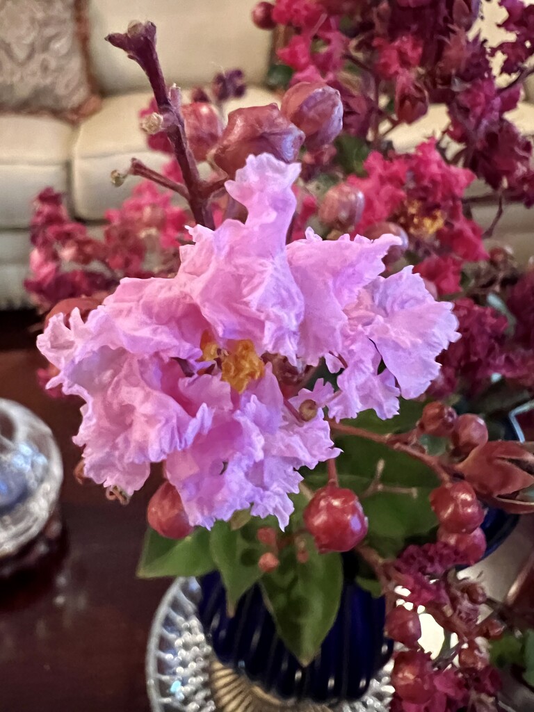 A surprise on the broken crepe myrtles  by louannwarren